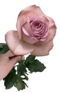 Rose Sticker by Viproses