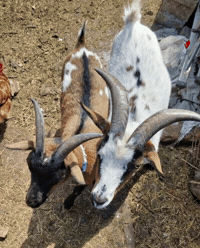 Trend Love GIF