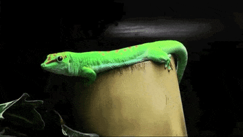 say what i see you GIF by California Academy of Sciences