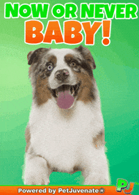 Henlo Hooman Fren GIF by PetJuvenate - PJ