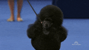 Dog Show Poodle GIF by NBC