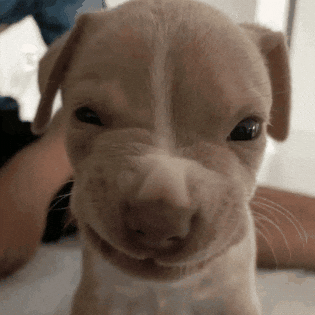 Judging Ice Cube GIF