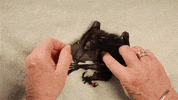 baby animals bats GIF