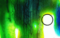 circle slides GIF by Blanca Viñas