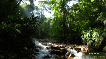 JaneGoodallInst nature forest wildlife jungle GIF