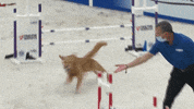 Espn Running GIF by American Kennel Club