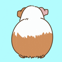 Licht Guineapig GIF