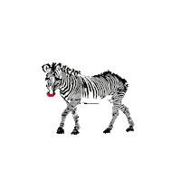 Cebra Sticker by Keep&trendy