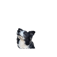 Begging Border Collie Sticker