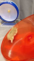 Hamster Loves Running on Her Saucer