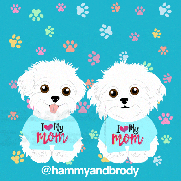 Dogs Maltese GIF by HammyandBrody