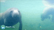 GIF by SaveTheManateeClub