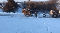 Belgian Horses Pull Semi Up Icy Minnesota Driveway