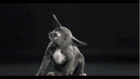 shake GIF