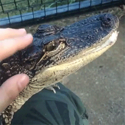 alligator relaxing GIF