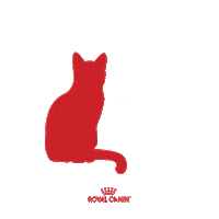 Cat Kitten Sticker by Royal Canin Brasil