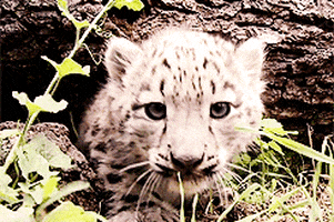 leopards GIF