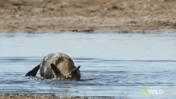 Shake It Off Nat Geo Wild GIF by Savage Kingdom