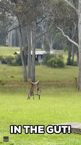 Fighting Kangaroos Interrupt Wedding Ceremony