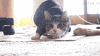 cat shaquille oneal GIF by The .GIFYS