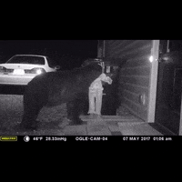 bear lol GIF by Demic