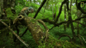 chameleon GIF