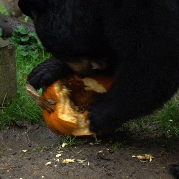 Hungry So Excited GIF by Oregon Zoo