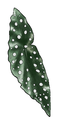 Chelcieelise green plant leaf flora Sticker