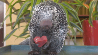 Brookfield Zoo Animals Enjoy Valentine’s Day Enrichment Treats