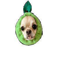 Chihuahua Milo Sticker