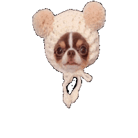 Chihuahua Bm Sticker