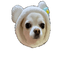 Chihuahua Bm Sticker