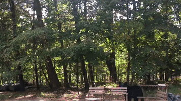 Homeowner Attempts to Scare Away Hungry Black Bear