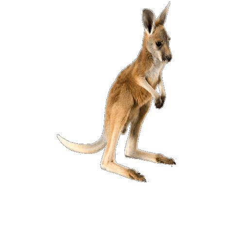 Kangaroo Popcorn Sticker by Studiocanal Germany