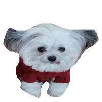dog tongue out Sticker