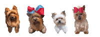 Yorkies Sticker