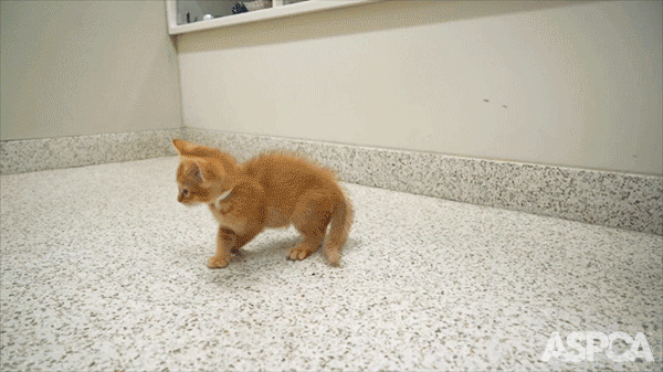 Confused Kitten GIF by ASPCA