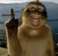 Instagram Monkey GIF