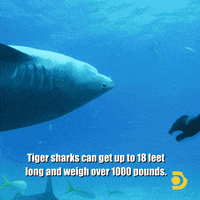 Sharknado GIF by Shark Week