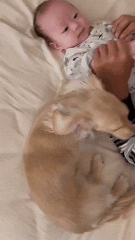 cuteanimalland giphyupload GIF