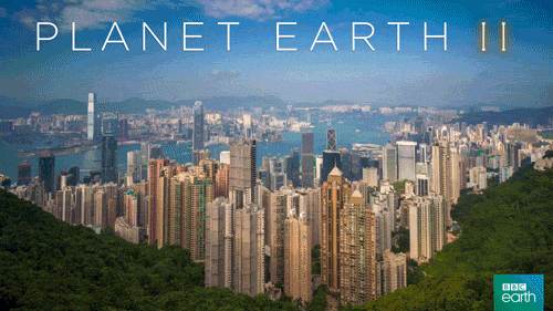 planet earth 2 city GIF by BBC Earth