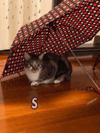 Cat Stay Safe GIF
