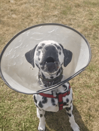 Dog Instagram GIF