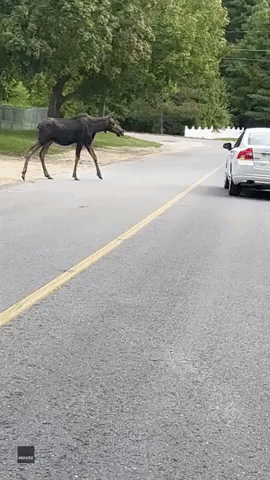 Moose on the Loose in Massachusetts Neighborhood Dwarfs Car