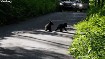 Cubs Wrestle