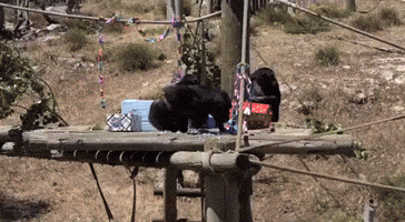 Enzi the Chimpanzee Celebrates Eighth Birthday at South Australian Zoo