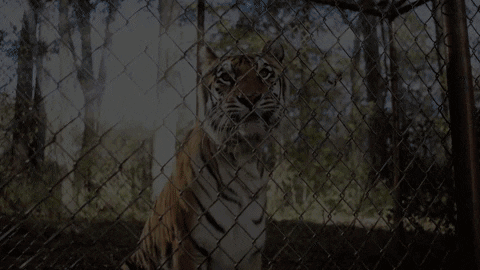 TheAvenue_Film giphyupload florida tiger zoo GIF