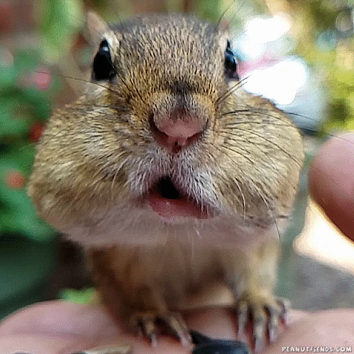 chewing chipmunk GIF