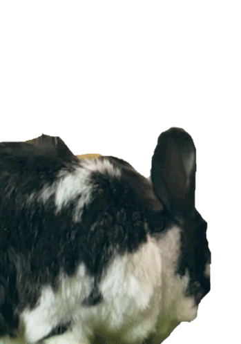 Look Bunny Sticker by Peter Rabbit Movie