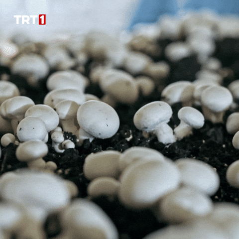 Winner Eat GIF by TRT